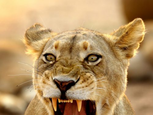 Foto van een leeuwin in Malilangwe