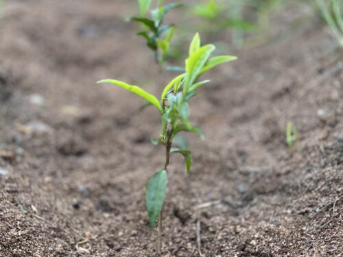 Taiwanese Culinaire theebeleving